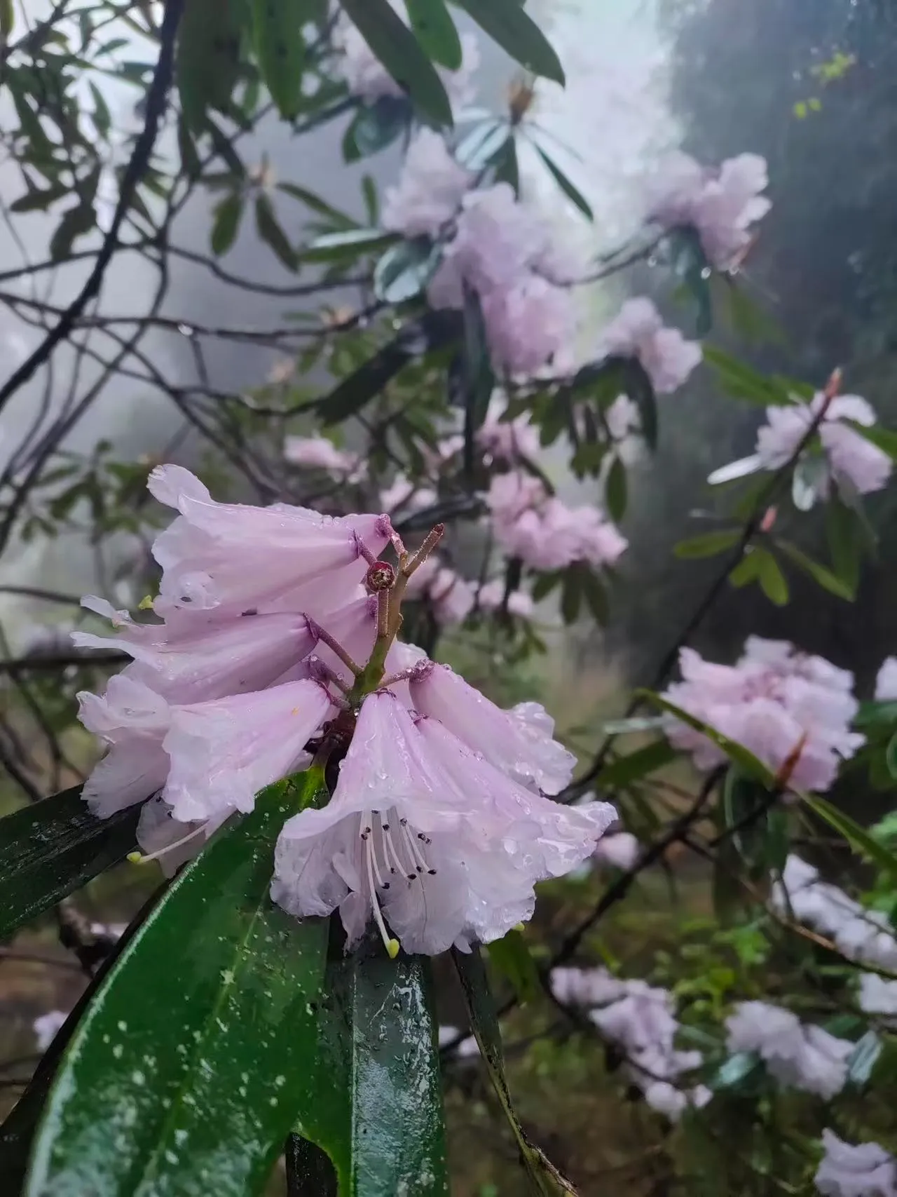 高山杜鹃